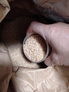 玄米用計量カップで玄米を計る